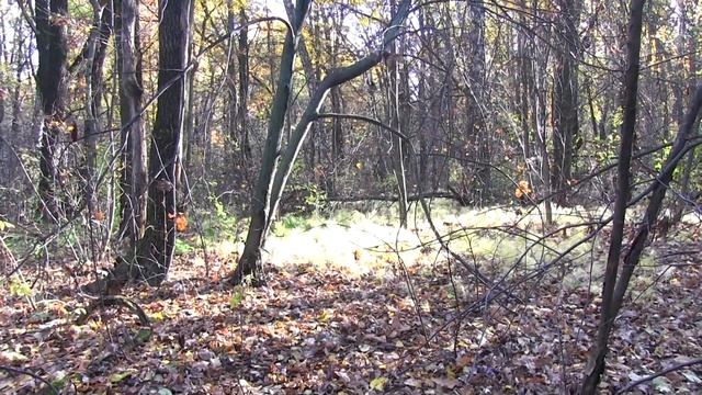 Красочный осенний лес в центре России под вечный джаз смотреть онлайн