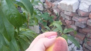 Персик. Зачем убирать цветы в первый год.