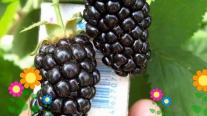 Ежевика кустистая Натчез (Natches). Краткий обзор, описание характеристик, где купить саженцы