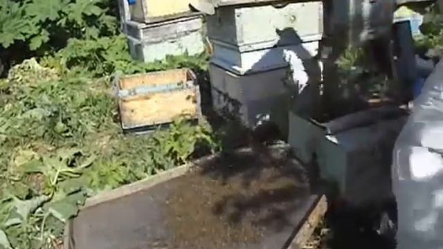роение пчел - семья пчел в роевом состояни, как недопустить роения и получить товарный мед от пчел