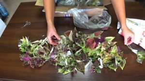 Срезы колеусов почтой. Посылка от коллекционера. Варианты упаковки.