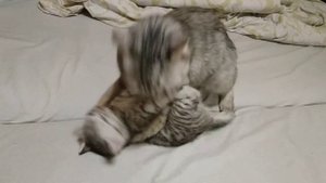 Кошка воспитывает котенка