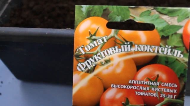 когда и как сажать помидоры(томаты), перец и капусту . смотреть онлайн