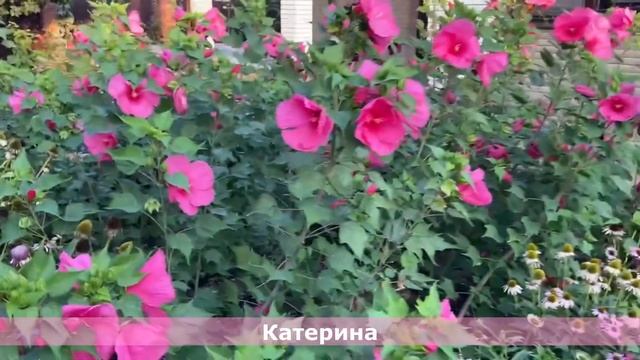 Гибискусы травянистые на моем участке, Обзор=2022 смотреть онлайн