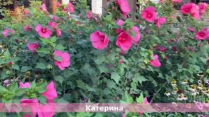 Гибискусы травянистые на моем участке, Обзор=2022