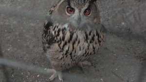 Какой красивый филин и зашипел, как кот! What a beautiful long-eared owl and hissed like a cat!