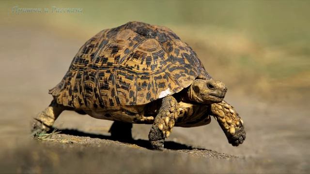 что привело черепаху к победе смотреть онлайн