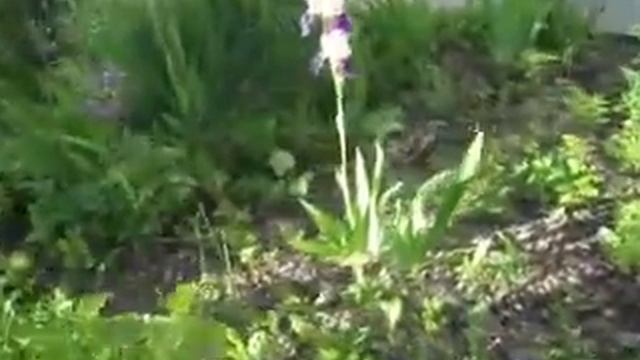 Наша клумба и моя рожа 66 видео . смотреть онлайн