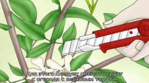 Жасмин Самбак: описание, уход и размножение