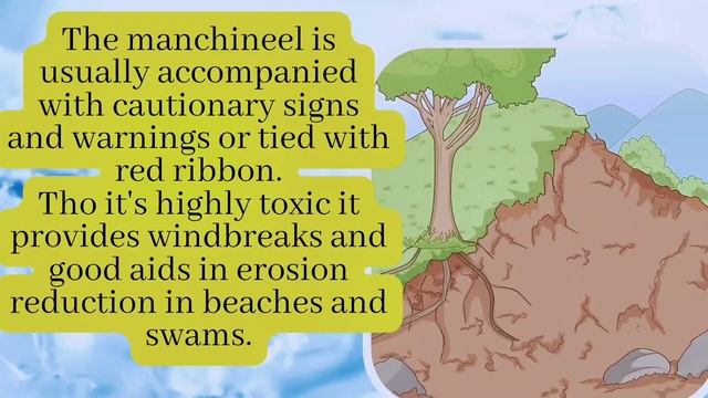stay away from this extremely poisonous MANCHINEEL TREE | death apple | Cherry? смотреть онлайн