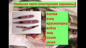 Вся рыба заражена паразитами!!! Всем любителям рыбы это нужно знать!