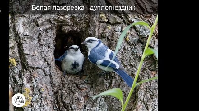 Белая лазоревка - птица 2022 года. Дикая лекция