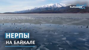 Как отдыхают нерпы?