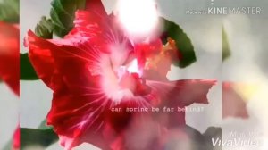 Китайская роза.Приметы и суеверия.