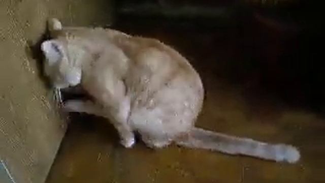 Кот вытирает.. о паркет смотреть онлайн
