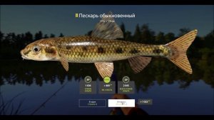 Пескарь трофейный, река Сура, игра Русская рыбалка 4, Russian Fishing 4