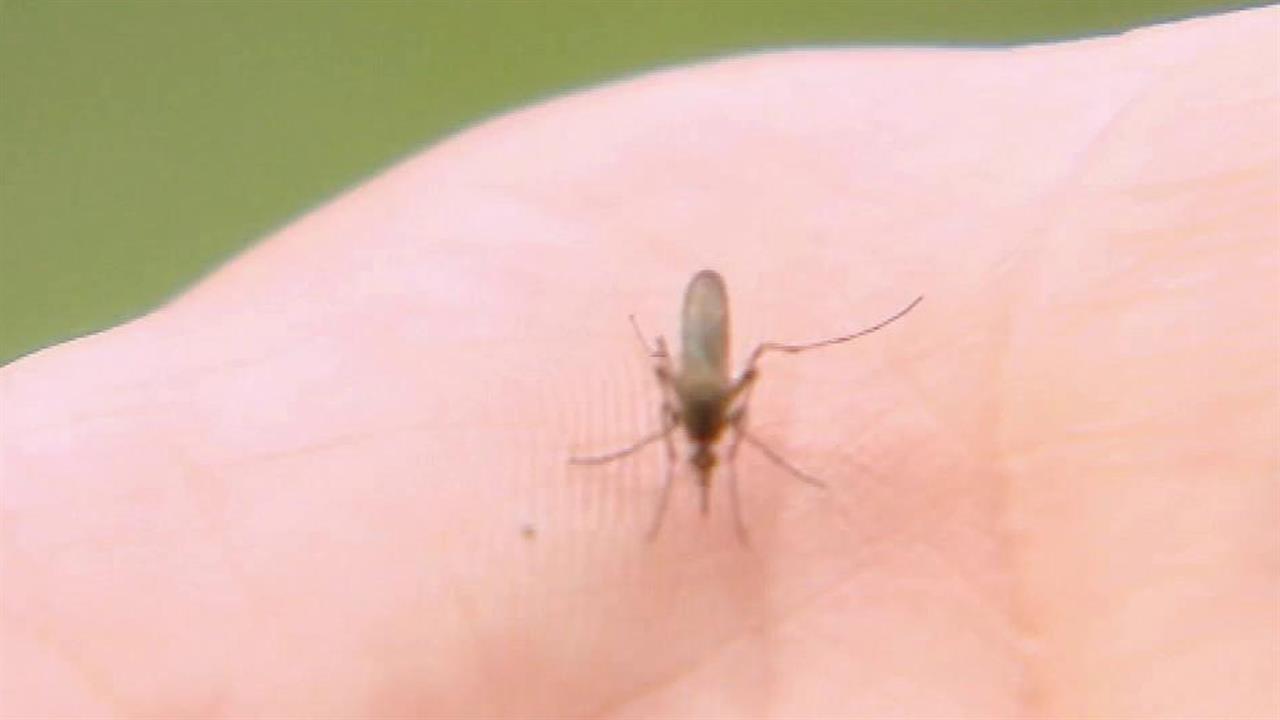 Ученые объяснили, почему одних людей атакуют комары, а других - нет