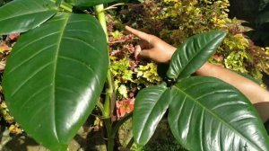 CARA MERAWAT SYNGONIUM AURITUM  AGAR TUMBUH SUBUR - SYNGONIUM KUPING KELINCI