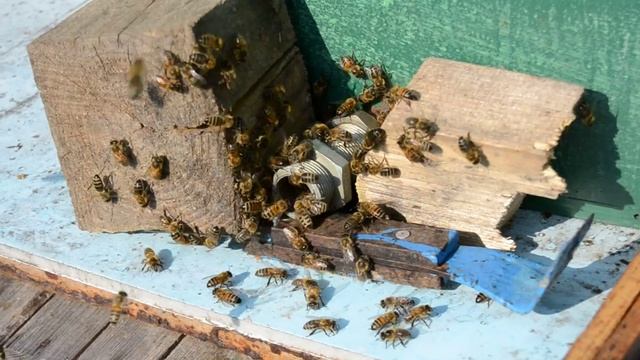 Как экстренно защитить от нападение пчёл воровок на нуклеус. смотреть онлайн