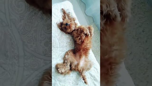 Собака-мечтака)))) Dreaming dog