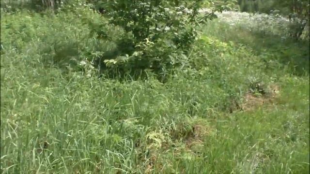 Видеозарисовка Здравствуй,лето! смотреть онлайн