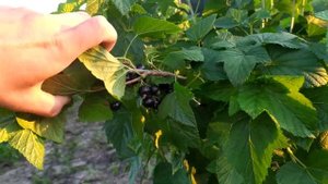 чорна смородина "Титанія".