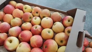 Яблоки оптом. Гала Шнига 65+ (1 сорт). РостАгроЭкспорт