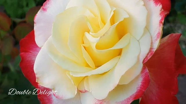 ...Роза в саду ---Дабл Делайт... смотреть онлайн