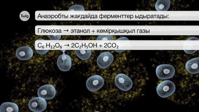 10 класс Биология Абдыкалыкова С Микроағзаларды өндірісте, ауылшаруашылығында, медицинада, тұрмыста
