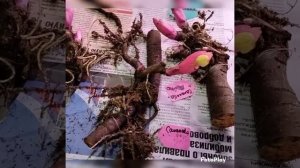 Посадка пионов из питомника Peonyshop. Ссылки на контакты под видео.
