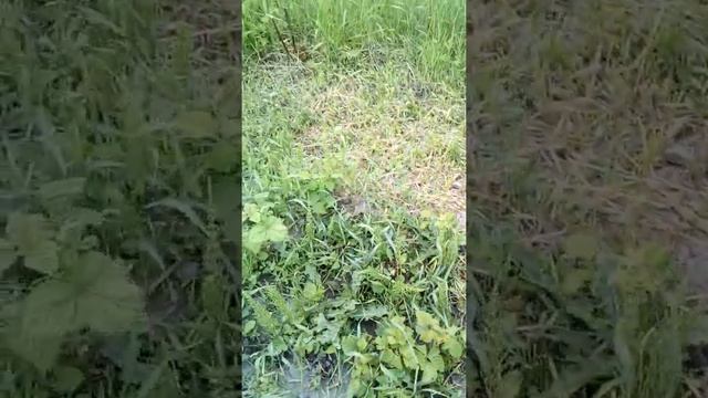 Чим,коли і як підживити буряк в 2021 році смотреть онлайн