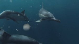 Дельфины Целебные Звуки И Песни Дельфинов