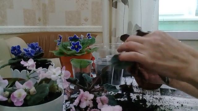 Пересадка и деление фиалок. смотреть онлайн