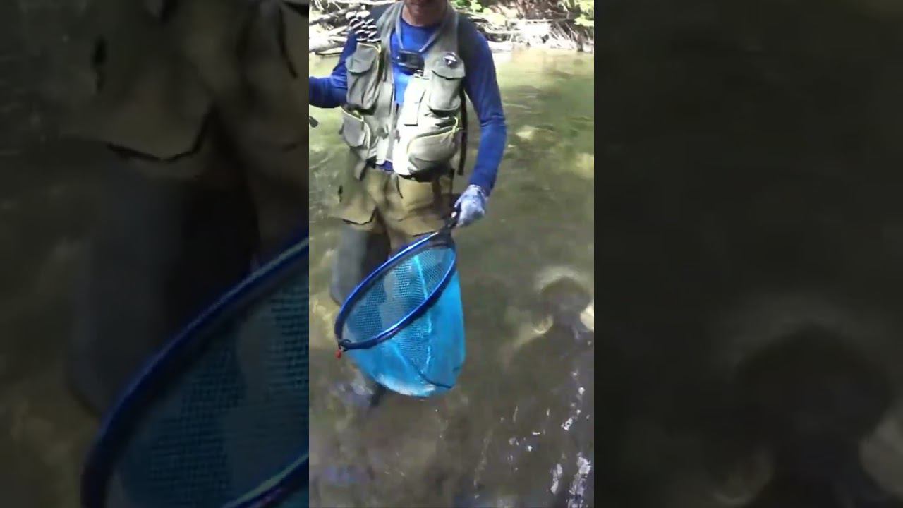 Форель! #форель #рыбалка #спиннинг #ловляфорели #trout #troutfishing