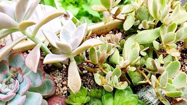 комнатные растения//суккулентные садики// смотреть онлайн