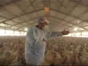 Главнокомандующий индюков