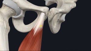 Длинная приводящая мышца (m. adductor longus) 3D Анатомия