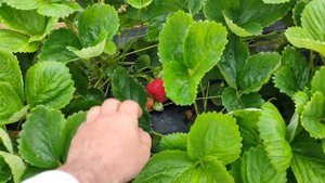 Клубника Азия, Альба, Клери Мурано, Мальга, Кабрилло,  07.06.21. Обзор сортов