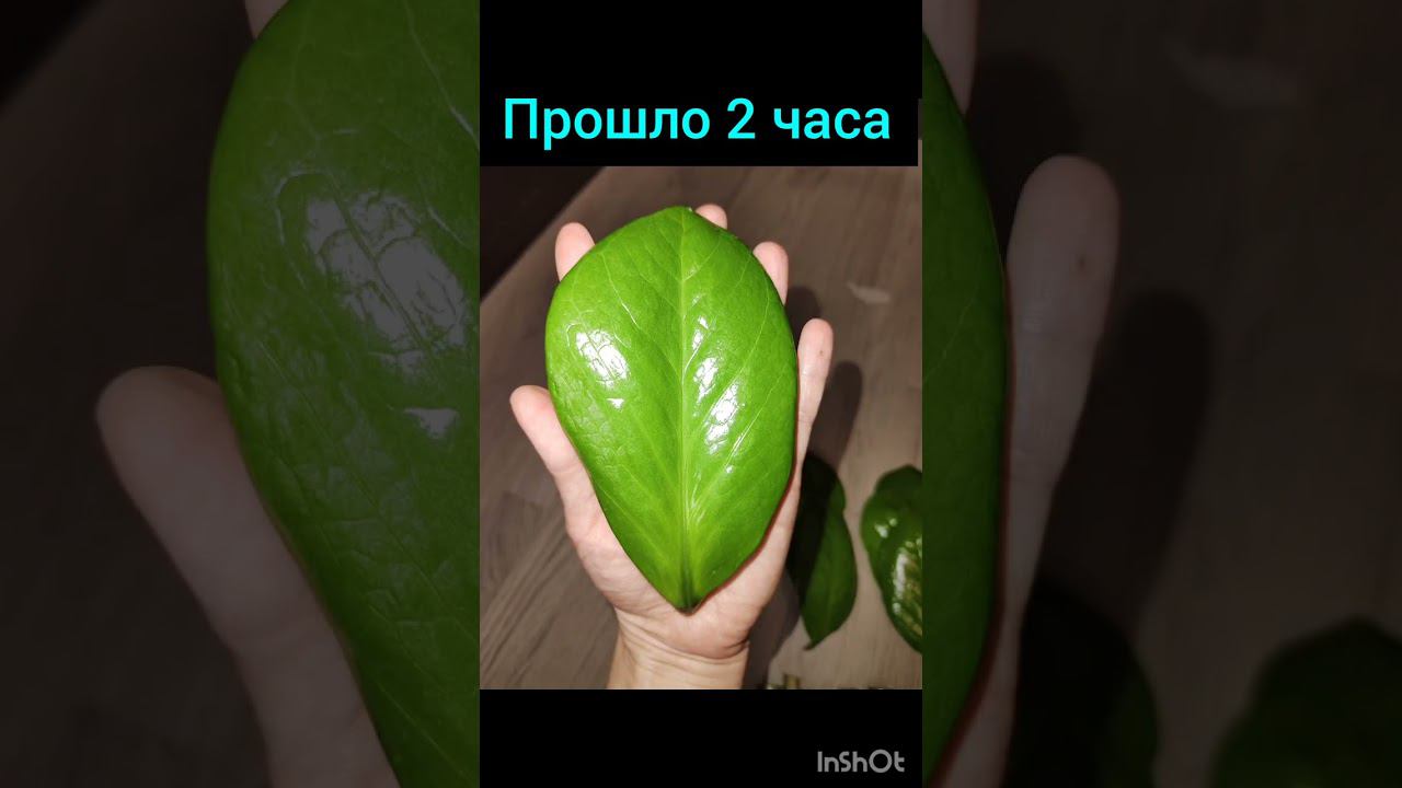 Размножение замиокулькаса листом и черенками