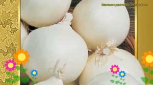 Лук репчатый Белый сладкий. Краткий обзор, описание характеристик, где купить семена Belyy sladkiy