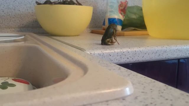 Усыпление раков смотреть онлайн