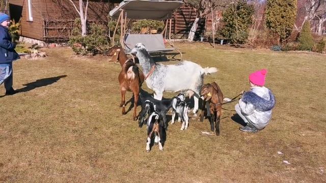 Нубийские козлята подросли. смотреть онлайн