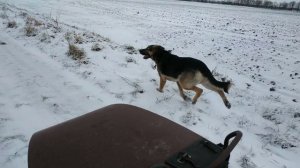 Сапун редуктора мотоцикла Урал 2ч, тестирование , выгул Мухтара