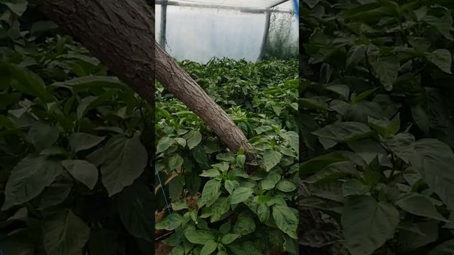 Второй оборот после гороха. Перец полет в балагане. смотреть онлайн