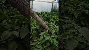 Второй оборот после гороха. Перец полет в балагане.