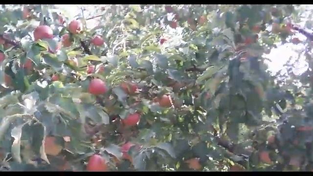 Сад и Огород 2017! Мои Яблони Сорт Спартан!! Максимальный Урожай!!! смотреть онлайн