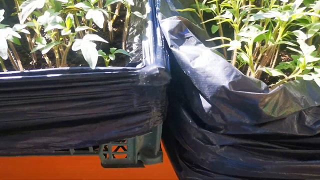 GARDEN В чем выращивать рассаду? How to grow seedlings? смотреть онлайн