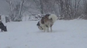 Saint Bernard dog vs Sherman Shepherd-Husky mix