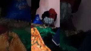 ДУХТАРИ 17 СОЛА ПЕШАЙ ШАВАХР КАРДАН БА ЗИНО ДАСТ ЗАН