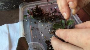 Мини фиалки. Отсаживаю деток от листового черенка.